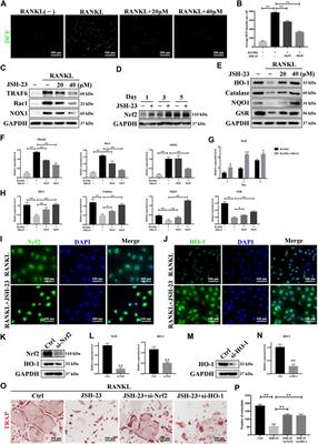 The Novel Antioxidant Compound JSH-23 Prevents Osteolysis by Scavenging ROS During Both Osteoclastogenesis and Osteoblastogenesis